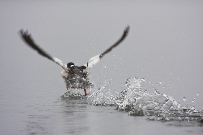 Common Merganser Taking Flight